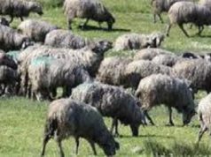 transazione-con-clivati-si-sgonfia-processo-and-ldquo-pecore-nere-and-rdquo