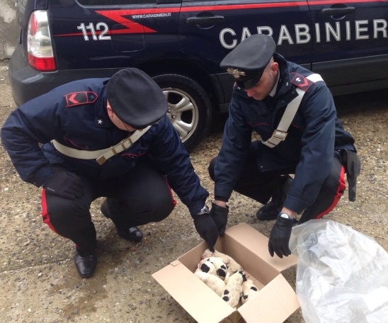 abbandonati-tra-i-rovi-carabinieri-salvano-7-cagnolini-appena-nati
