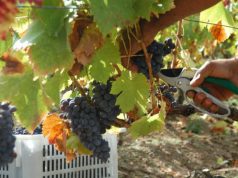 vino-falchi-a-dorgali-and-quot-in-sardegna-produciamo-qualit-and-agrave-and-quot