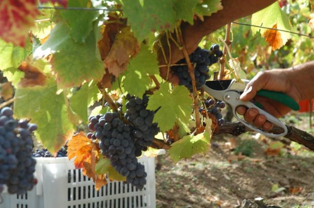 vino-falchi-a-dorgali-and-quot-in-sardegna-produciamo-qualit-and-agrave-and-quot
