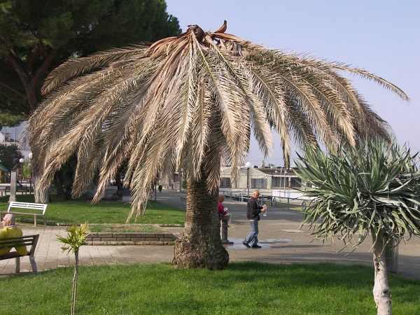 punteruolo-rosso-and-ldquo-manca-strategia-and-rdquo-a-rischio-2-mila-500-posti-di-lavoro