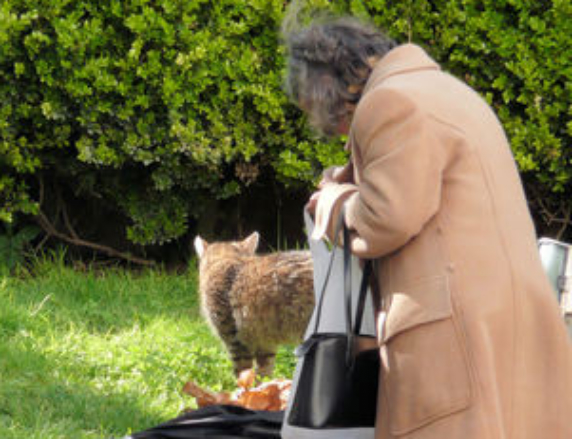 and-ldquo-gli-animali-sporcano-e-puzzano-and-rdquo-gattara-aggredita-a-carloforte