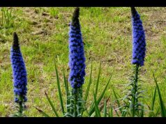 milis-e-bauladu-fiori-e-festival-letterario