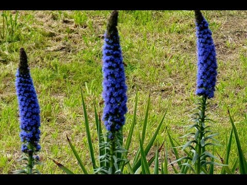 milis-e-bauladu-fiori-e-festival-letterario