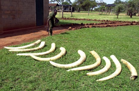 ereditano-11-zanne-di-elefante-consegnate-a-forestale