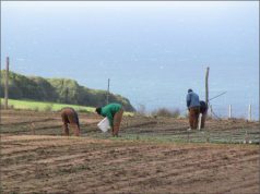 Recupero sociale e lavoro nei campi: accordo carceri-Confagricoltura recupero-sociale-e-lavoro-nei-campi-accordo-carceri-confagricoltura
