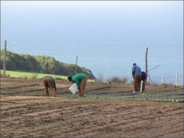 recupero-sociale-e-lavoro-nei-campi-accordo-carceri-confagricoltura