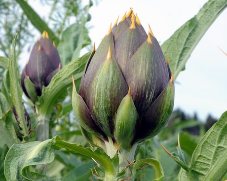 falchi-and-ldquo-piano-per-il-rilancio-del-carciofo-and-rdquo