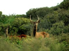 cinque-cervi-sardi-trasferiti-in-corsica