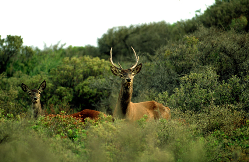 cinque-cervi-sardi-trasferiti-in-corsica