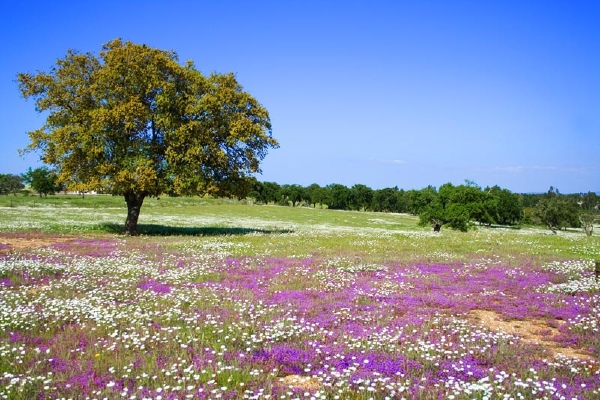 Pasquetta pasquetta-impazza-la-primavera-28-gradi-in-sardegna