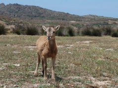 la-mamma-uccisa-da-bracconieri-salvato-cucciolo-di-muflone
