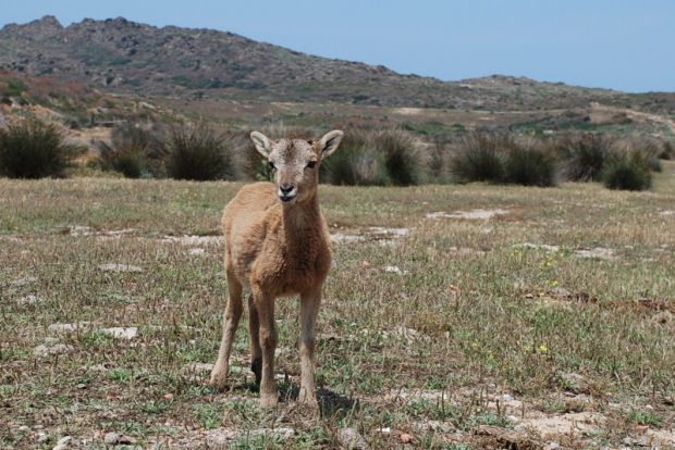 la-mamma-uccisa-da-bracconieri-salvato-cucciolo-di-muflone