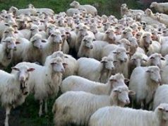 spettro-lingua-blu-fiere-a-rischio-and-ldquo-regione-sblocchi-vaccino-and-rdquo