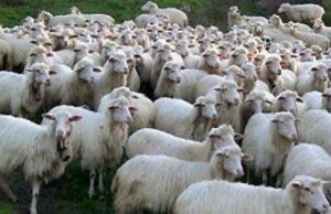 spettro-lingua-blu-fiere-a-rischio-and-ldquo-regione-sblocchi-vaccino-and-rdquo