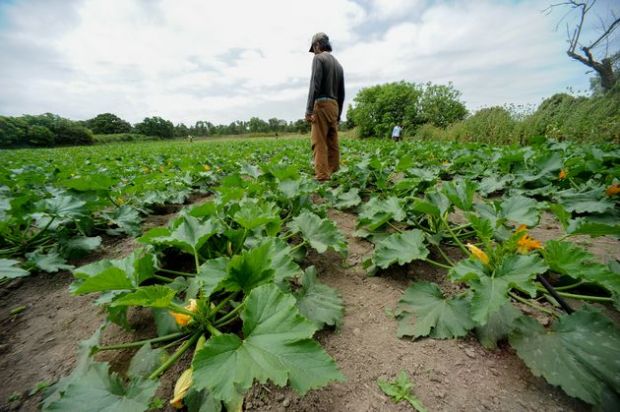 Agris agris-zurru-nuovo-direttore