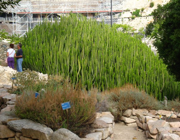 Orto botanico: orario continuato e nuovi servizi orto-botanico-orario-continuato-e-nuovi-servizi