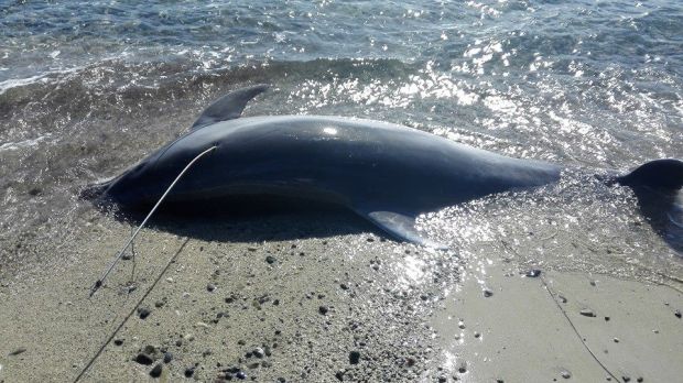 torre-delle-stelle-in-spiaggia-un-delfino-arpionato-e-ucciso