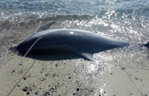 delfino-arpionato-e-macellato-esposto-del-wwf-in-procura