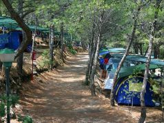 Nuove norme forestale: “Rischio chiusura campeggi e alberghi” nuove-norme-forestale-and-ldquo-rischio-chiusura-campeggi-e-alberghi-and-rdquo