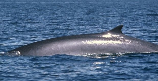 Golfo Aranci golfo-aranci-nel-2015-avvistate-8-balenottere