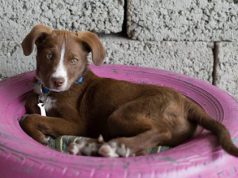 Catena di solidarietà e lieto fine: il cucciolo Nek parte a Bologna catena-di-solidariet-and-agrave-e-lieto-fine-il-cucciolo-nek-parte-a-bologna