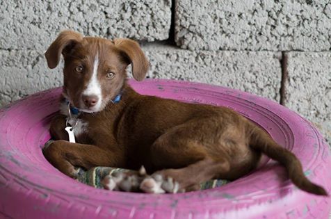 Catena di solidarietà e lieto fine: il cucciolo Nek parte a Bologna catena-di-solidariet-and-agrave-e-lieto-fine-il-cucciolo-nek-parte-a-bologna