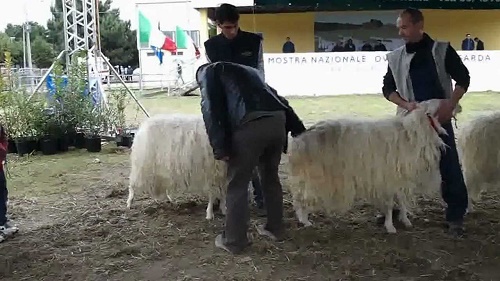 macomer-fiera-ovino-sardo-all-and-rsquo-insegna-dell-and-rsquo-integrazione