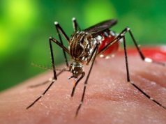 virus-zika-allerta-in-porti-e-aeroporti-sardi