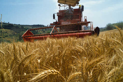 Agricoltura: pagati 31 milioni per sviluppo rurale agricoltura-pagati-31-milioni-per-sviluppo-rurale