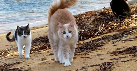 Su Pallosu su-pallosu-colonia-gatti-nella-top-ten-delle-attrazioni-turistiche