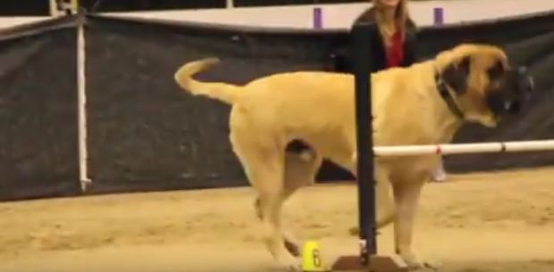 week-end-animal-friendly-domenica-and-quot-dog-day-and-quot-a-marina-residence