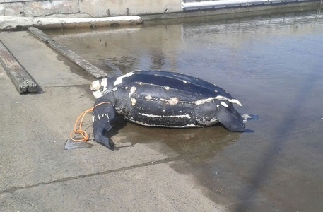 Portoscuso portoscuso-in-spiaggia-carcassa-di-una-tartaruga-rara