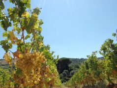 malvasia-a-suni-la-rassegna-dei-produttori-senza-etichetta