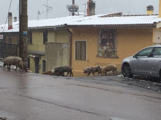 peste-suina-task-force-a-desulo-abbattuti-76-maiali