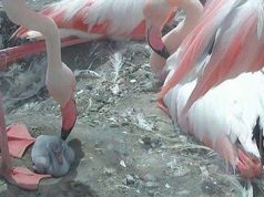 fenicotteri-si-chiudono-le-uova-a-molentargius-ecco-i-pulli