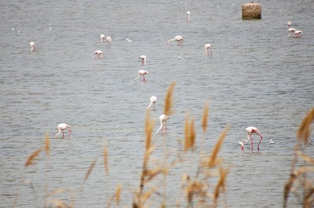 parco-molentargius-santa-gilla-and-ldquo-sale-pesca-e-centri-benessere-and-rdquo