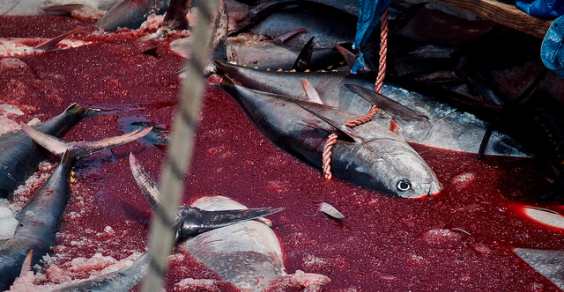 girotonno-animalisti-all-and-rsquo-attacco-and-ldquo-stop-a-mattanza-and-rdquo