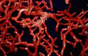 prelevano-oltre-4-kg-di-corallo-e-danneggiano-fondale-denunciati