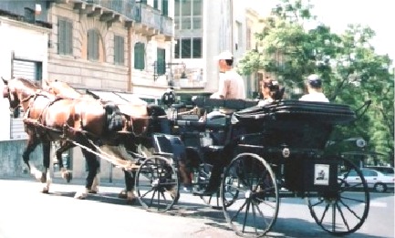 Accuse a società carrozze: assolte due animaliste accuse-a-societ-and-agrave-carrozze-assolte-due-animaliste