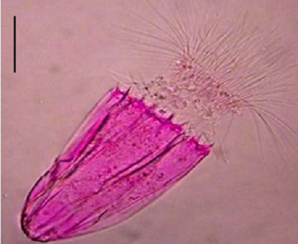 Vita senza ossigeno nel Mediterraneo: le prove vita-senza-ossigeno-nel-mediterraneo-le-prove