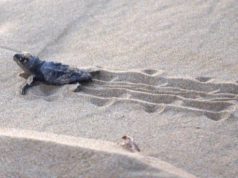 Teulada, tartaruga depone uova in spiaggia teulada-tartaruga-depone-uova-in-spiaggia