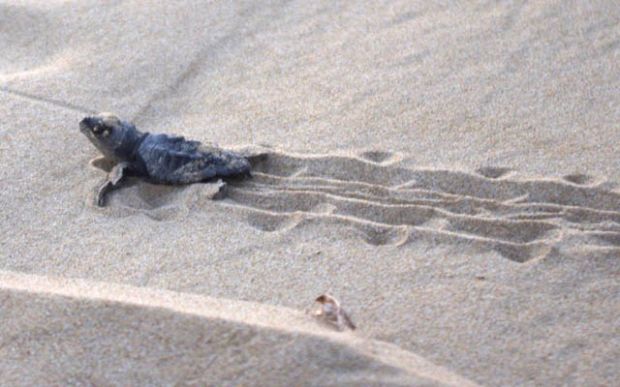 teulada-tartaruga-depone-uova-in-spiaggia