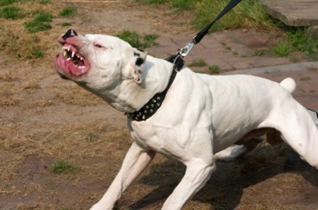 bimba-di-9-anni-azzannata-da-cane-voleva-accarezzarlo