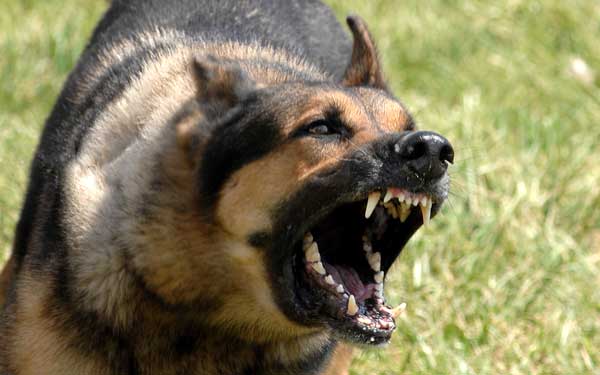 bimba-aggredita-da-dogo-enpa-and-quot-non-sopprimete-il-cane-and-quot