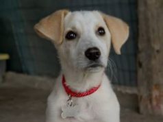 "Adozione del cuore" per Kate, la cagnolina disabile and-quot-adozione-del-cuore-and-quot-per-kate-la-cagnolina-disabile