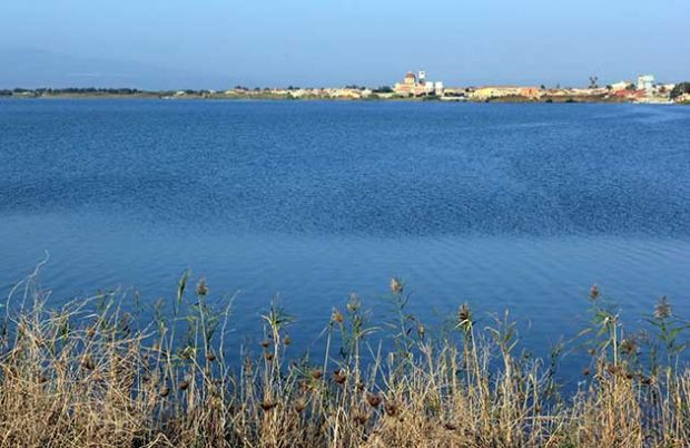 Cabras cabras-giacinto-d-acqua-minaccia-stagno-a-rischio-il-settore-della-pesca-nella-zona