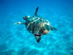 Legambiente, Sardegna si candidi leader aree marine protette legambiente-sardegna-si-candidi-leader-aree-marine-protette