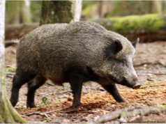 peste-suina-proroga-domande-caccia-al-cinghiale-al-15-7