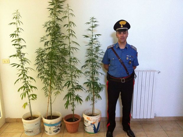 "Non è di buona qualità and-quot-non-and-egrave-di-buona-qualit-and-agrave-volevo-buttare-via-tutto-and-quot-4-piante-di-cannabis-sequestrate-dai-carabinieri